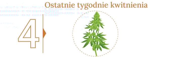 Czas żniw!