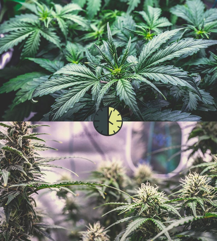 Zalety i wady automatycznie kwitnących odmian cannabis Zalety i wady automatycznie kwitnących odmian cannabis