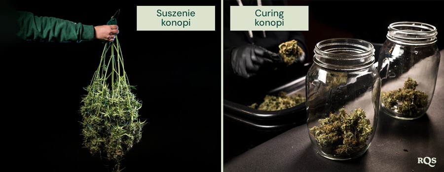 Suszenie vs Utwardzanie Konopi: Zrozumienie Kluczowych Różnic Drying vs curing cannabis PL