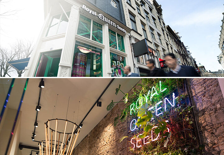 Royal Queen Seeds Shops Royal Queen Seeds Shops